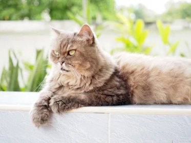 žluté oko ze staré šedé perské kočky vypadající - perská kočka fotky - stock snímky, obrázky a fotky