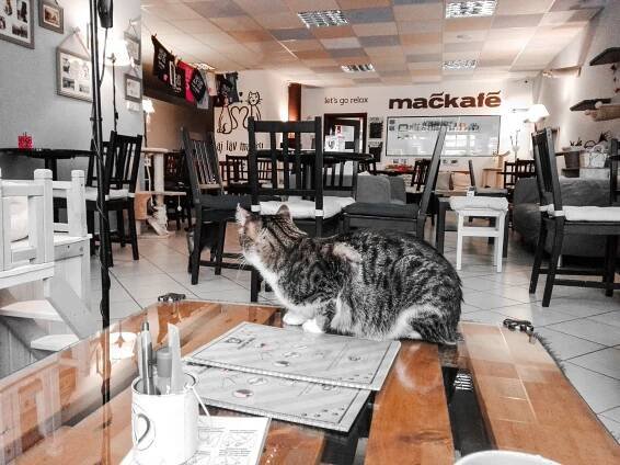 V kráľovstve mačiek // Mačkafé // Bratislava