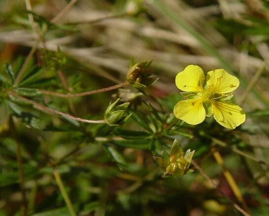 Mochna nátržník - Potentilla erecta - PŘÍRODA.cz