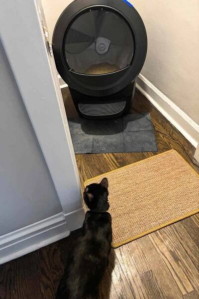 A black cat looking at an automated litter box