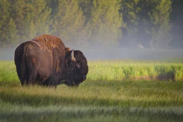 Bison in Morning Light, Sandipan Biswas | Plakáty, Obrazy a Fototapety na zeď | Posters.cz
