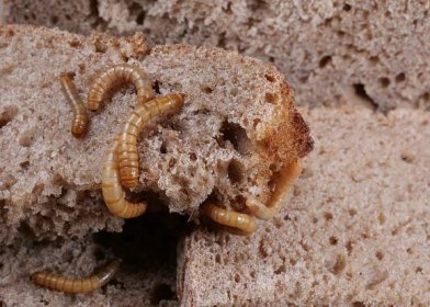 Mouční červi, larvy potemníka moučného, mají zlatohnědou barvu a jsou 2,5 až 4 cm dlouhé. Hlava i zadeček mají oproti zbytku těla tmavší. 