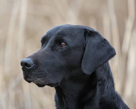 GB FTCh Riverview Farm Finalist "Brainy" - Riverview Farm Kennel - THE British Labrador Kennel -