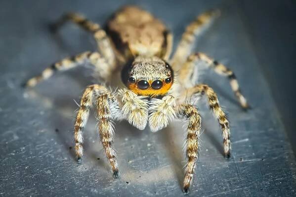 Základová fotografie na téma bezobratlí, částice, chlupatý pavouk, členovec, crawler, detail, detailní, divočina, drobný
