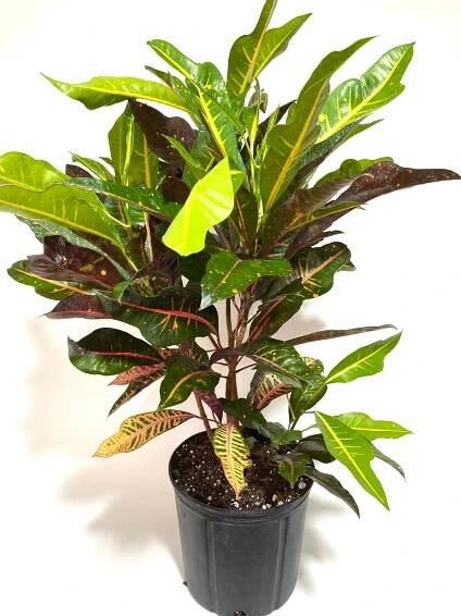 Croton Magnificent, Live Plant Indoor or Outdoor