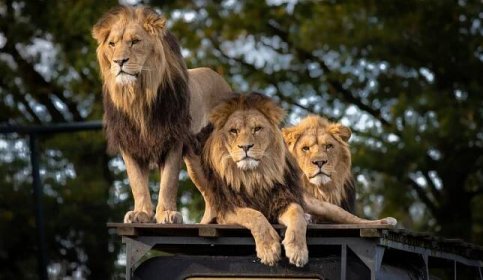 ilustrační foto | V belgické zoo lev zardousil lvici ze Dvora Králové, se kterou se měl pářit | Galerie | Hradecká Drbna