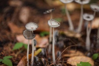 Mushroom hunting trip · pine.fm