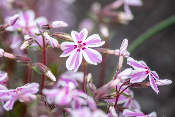 Phlox-subulata-Candy-Stripes