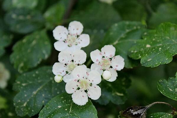 Crataegus laevigata 'Cireoudii'- hloh obecný - květy 