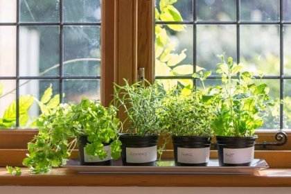 Kam umístit pokojové rostliny, aby se jim u vás doma dařilo