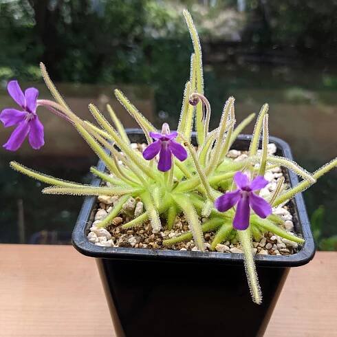 Pinguicula gypsicola