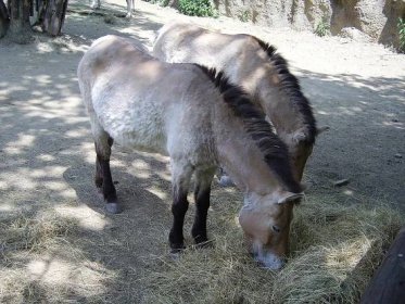 Soubor:ZOO Brno13 Equus przewalskii.JPG – Wikipedie