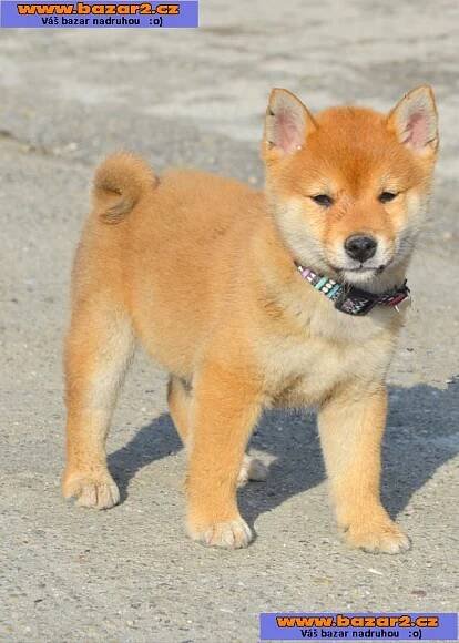 Shiba Inu štěňata-1, inzerce-cz.cz