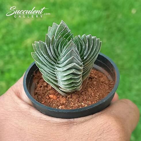 Crassula buddha temple