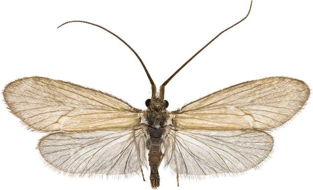 Caddisflies Trichoptera