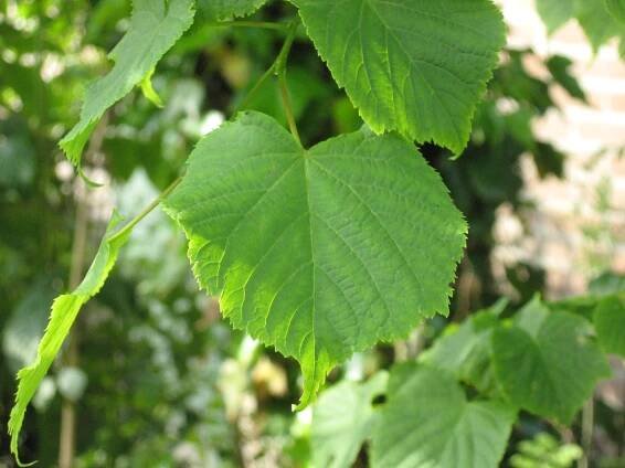 Tilia cordata ‘Greenspire’