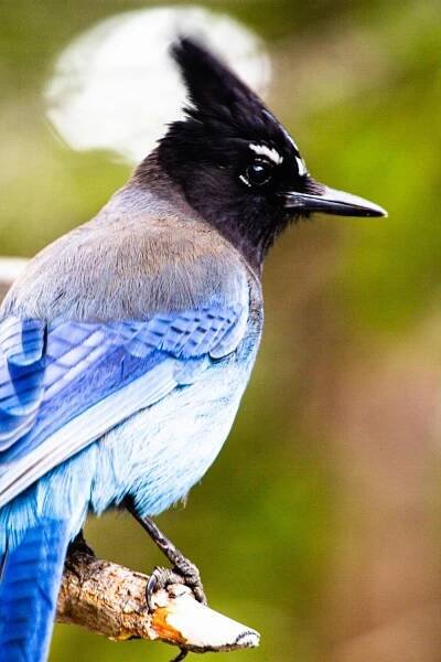 Close-up of a Steller's Jay with striking blue feathers perched on branch.