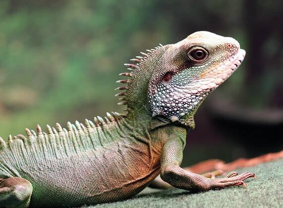 Best reptile pets: 5 affectionate reptiles to welcome into your home