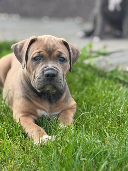 Štěňata na prodej — Dogva.com