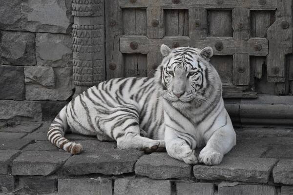 harimau putih
