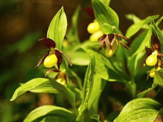 Střevíčník pantoflíček (Cypripedium calceolus)