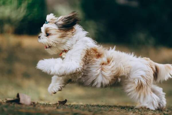 Szkolenie Shih Tzu