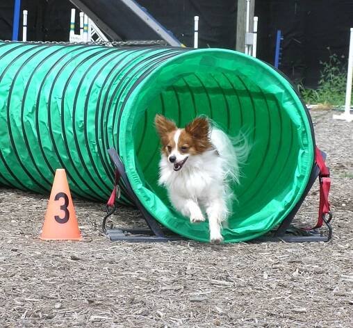 Look at Brego Go! - K9Xpress