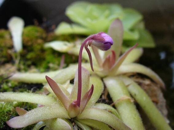 Pinguicula gracilis × moctezumae
