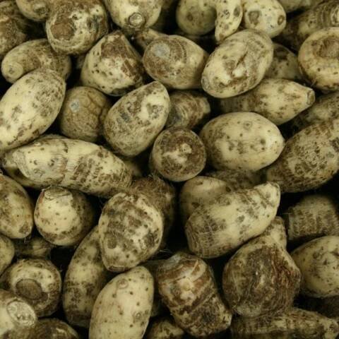 Brambory pozdní Belana/Bernina 1 kg | Atojepecka.cz