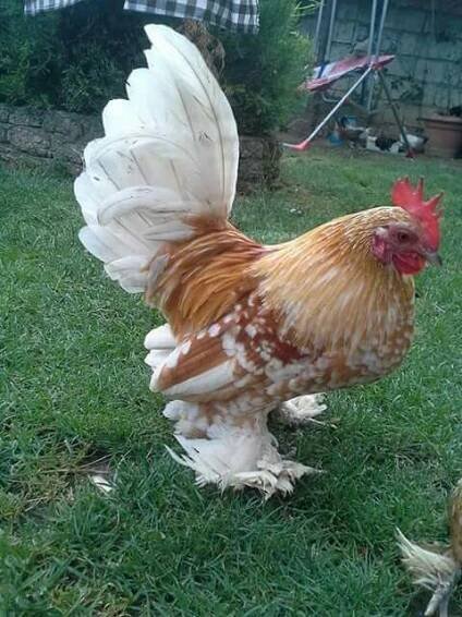 Beautiful Rooster in Lush Green Field