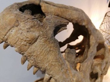 IMG_20210703_205230.jpg Majungasaurus skull 3D Print - dinosaur