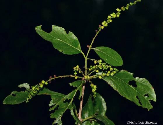 Sageretia thea – eFlora of India