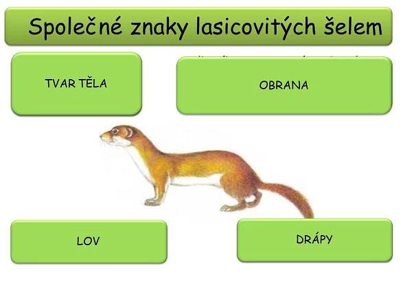 Lasicovití, medvědovití – Materiály pro žáky ZŠ