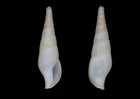 Mitrella gracilis