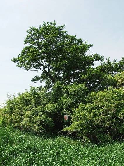 Category:Famous trees in Prague - Wikimedia Commons