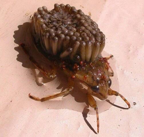 Ugliest Animals Water Bug