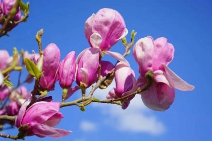 modrá obloha, Magnolia, zahrada, list, krásné, strom, příroda, okvětní lístek, květina, větev