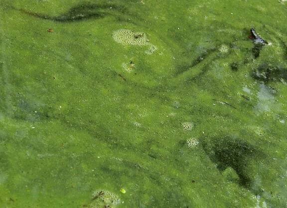 Cyanotoxin – Wikipedie