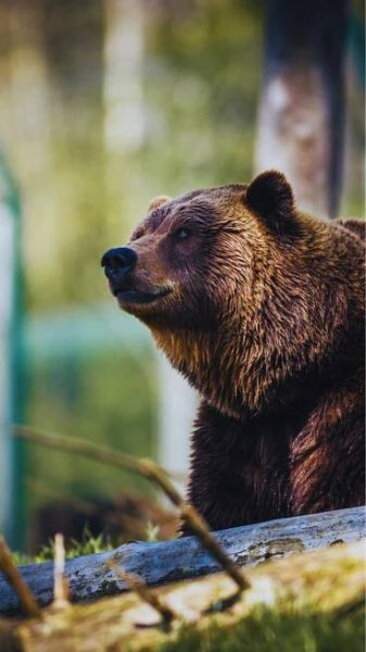 Wolves, bears, and bison: Where to see iconic American wildlife in the wild