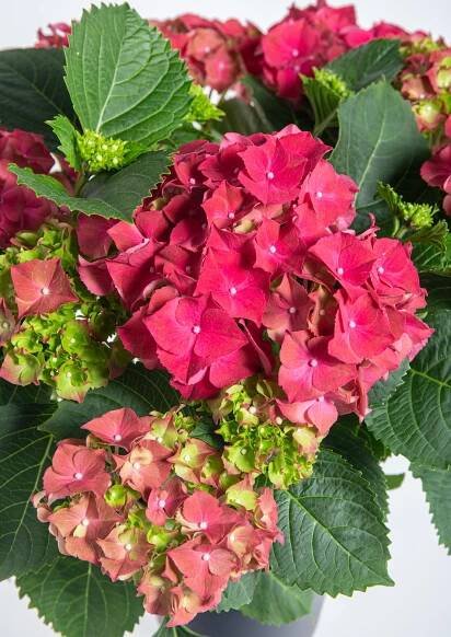 Hortenzie velkolistá, Hydrangea macrophylla, červená skladem | ZAZUMi.cz