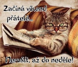a cat wearing glasses reading a book on a couch with the caption, ahmakk, hadda isra etmektir