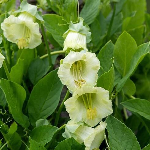 Kobea ťahavá biela – Cobaea scandens – semená