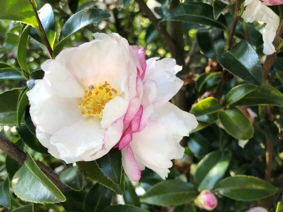 October Magic Dawn Camellia