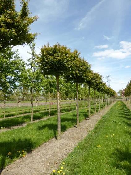 Prunus incisa 'Kojou-no-mai' | slivoň vyříznutá 'Kojou-no-mai' - Van den Berk školky