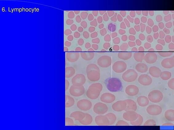 PPT - Connective tissue 2 PowerPoint Presentation, free download - ID:214368