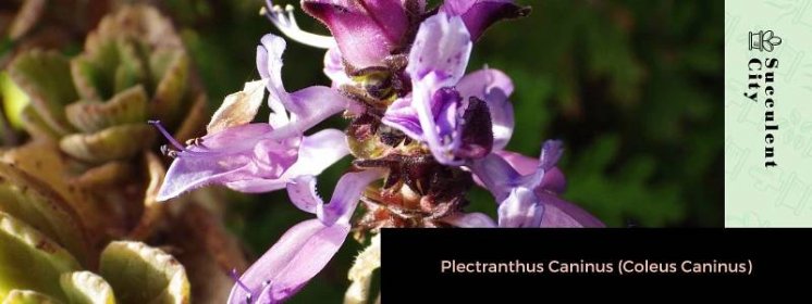 Plectranthus Caninus (Coleus Caninus)
