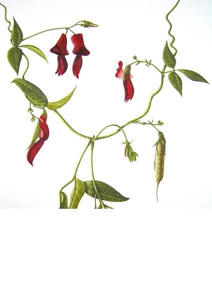 Botanical Art Cards