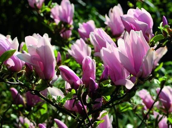 Magnolie GEORGE HENRY KERN POHÁDKOVÉ KVĚTINY pro malé zahrady Kód výrobce magnolia sadzonki
