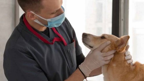 KOŽNÍ INFEKCE NEBO INFEKCE KŮŽE - Nejčastější onemocnění psů