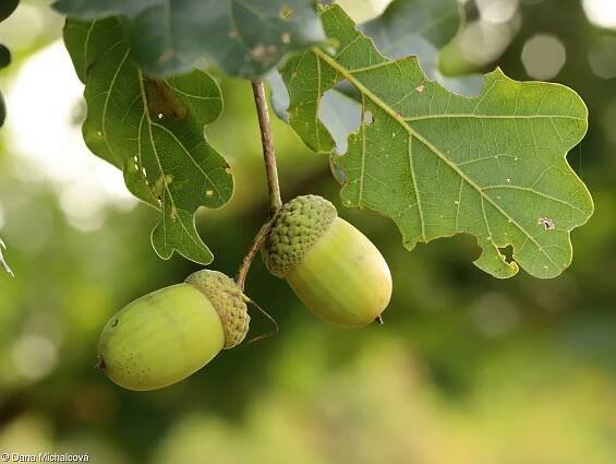 fotografie Quercus robur (dub letní (křemelák))